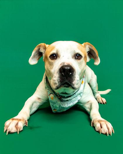 Enlarge Bobby, a Adoptable mixed breed in Sevierville, TN image 3/6