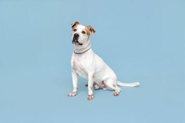 Enlarge Bobby, a Adoptable mixed breed in Sevierville, TN image 1/2