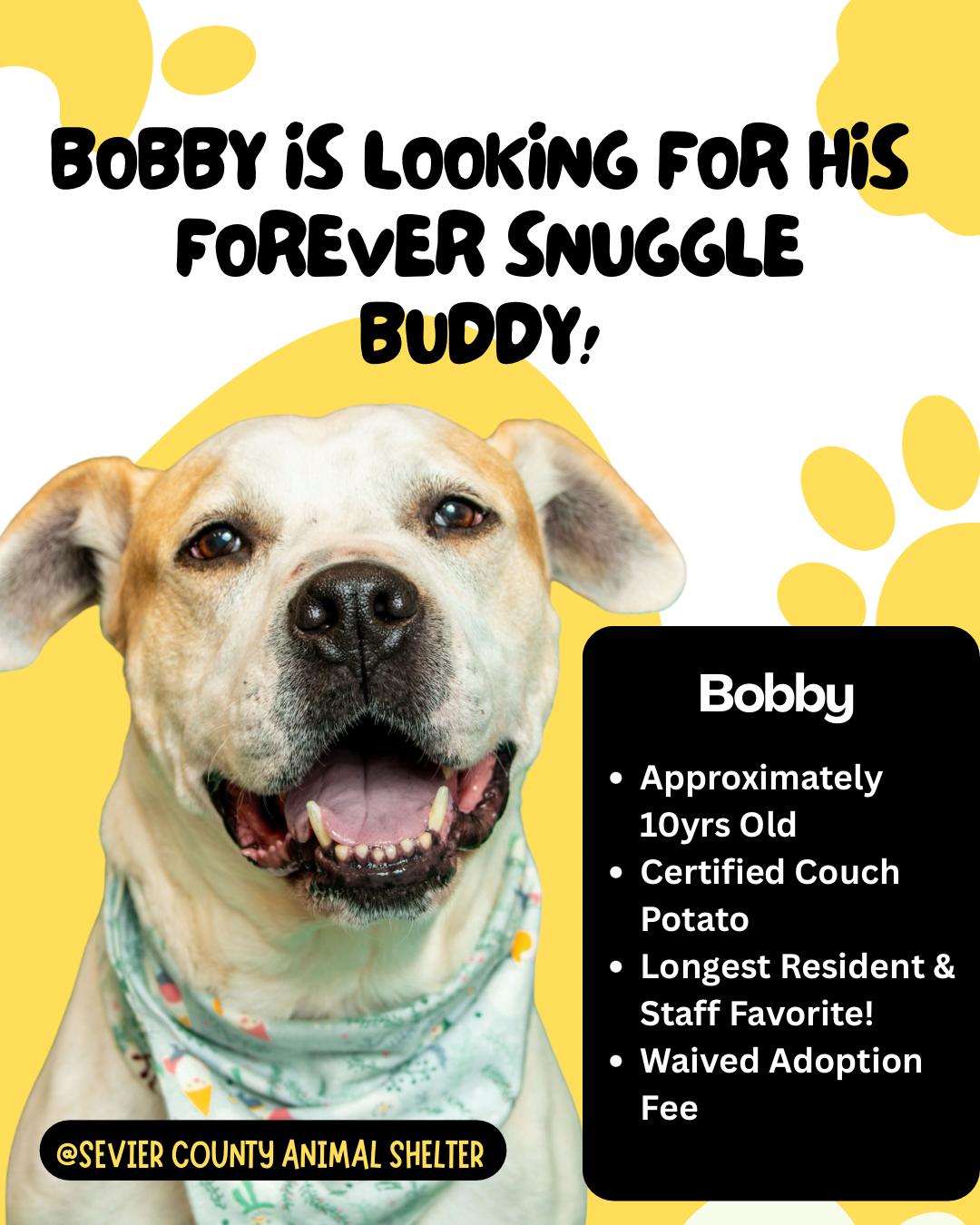 Bobby, Adoptable, Senior Male American Bulldog.
