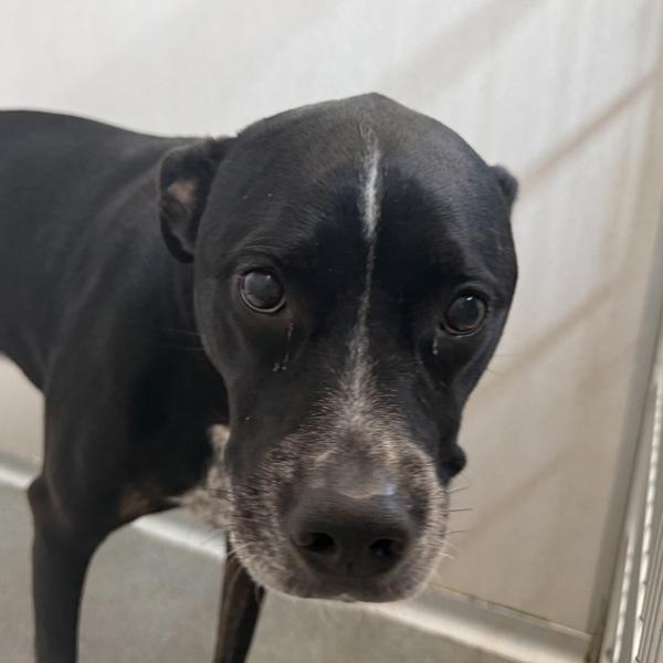 Nolan, Adoptable, Adult Male Boxer.