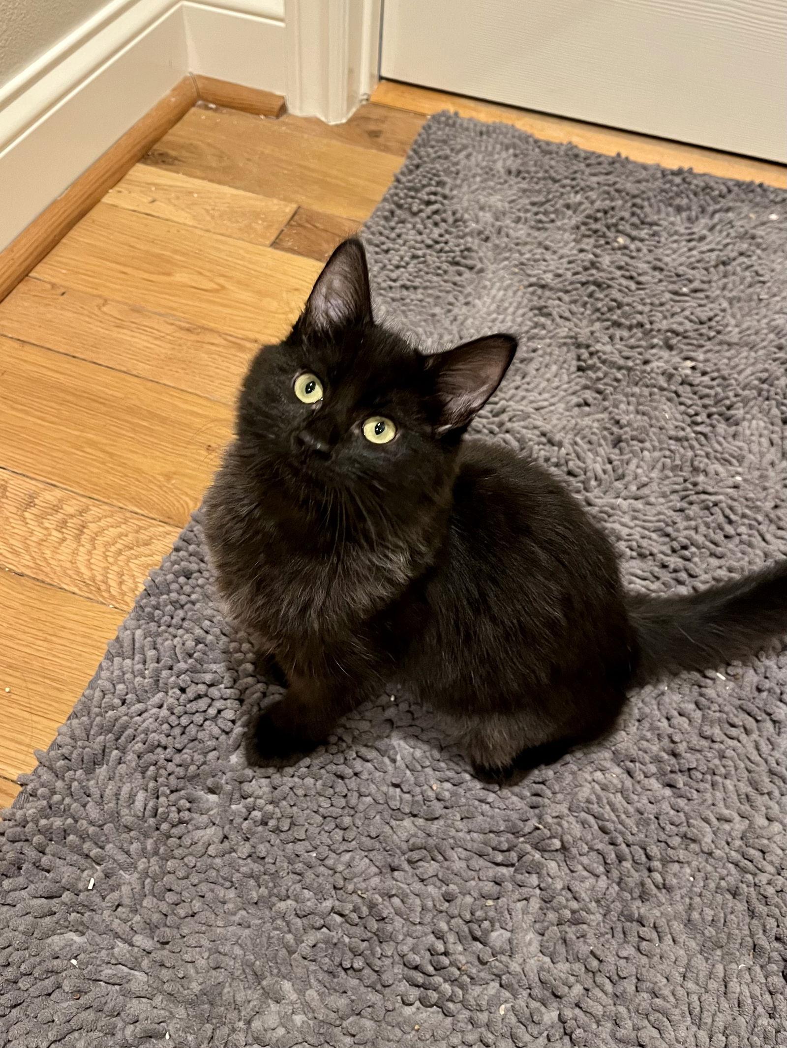 Enlarge Sabrina, a Adopted Domestic Long Hair in Long Beach, CA image 1/3