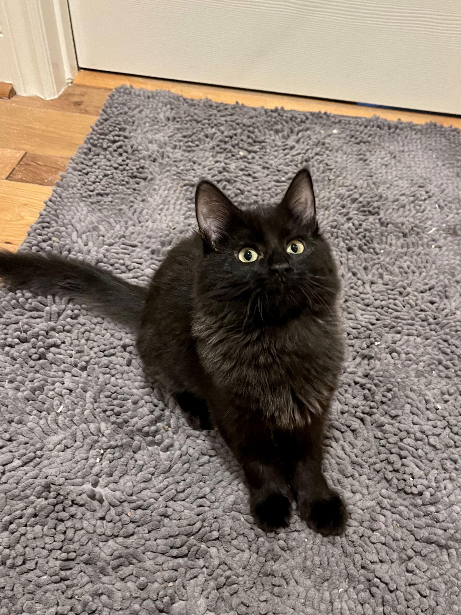 Enlarge Sabrina, a Adopted Domestic Long Hair in Long Beach, CA image 3/3