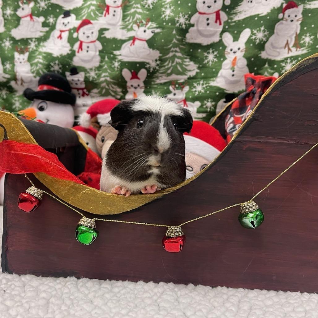 Enlarge Skunk, a Adoptable Guinea Pig in Clearwater, FL image 1/2