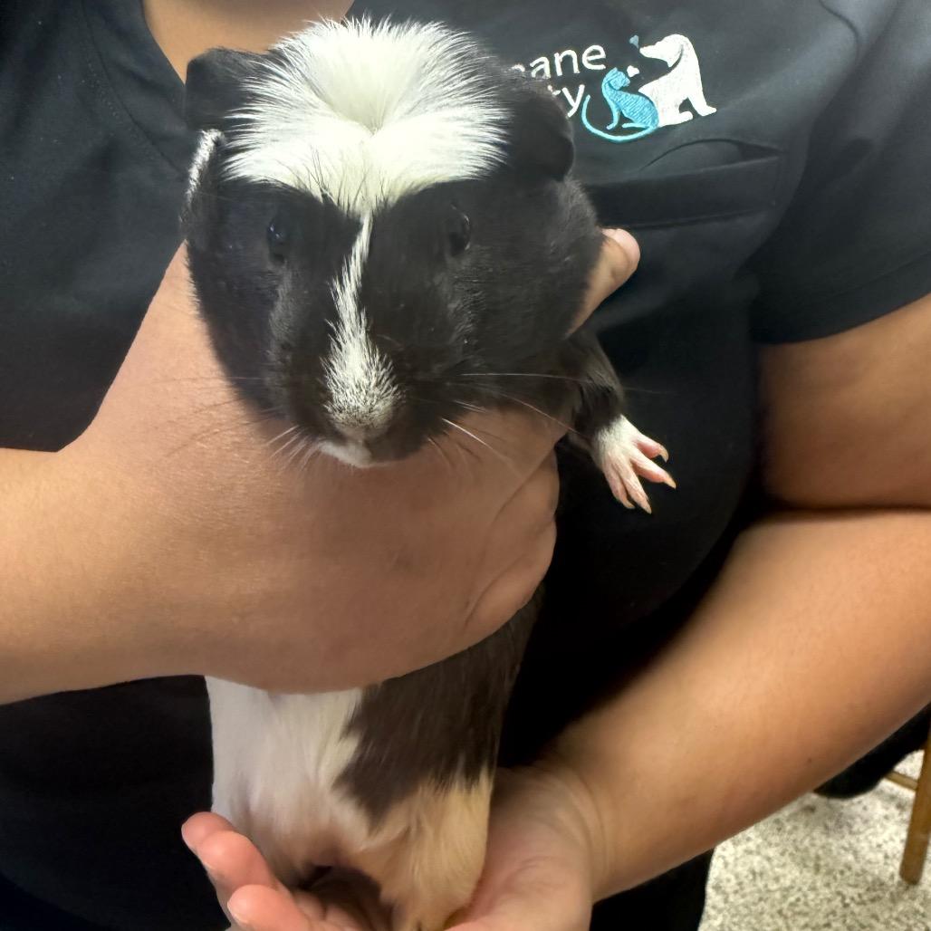 Enlarge Skunk, a Adoptable Guinea Pig in Clearwater, FL image 2/2