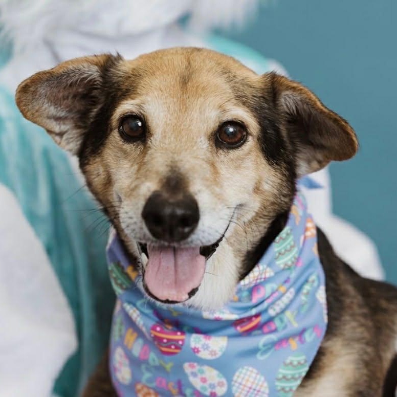 Foxy, ADOPTABLE, Senior Female Beagle & Corgi.
