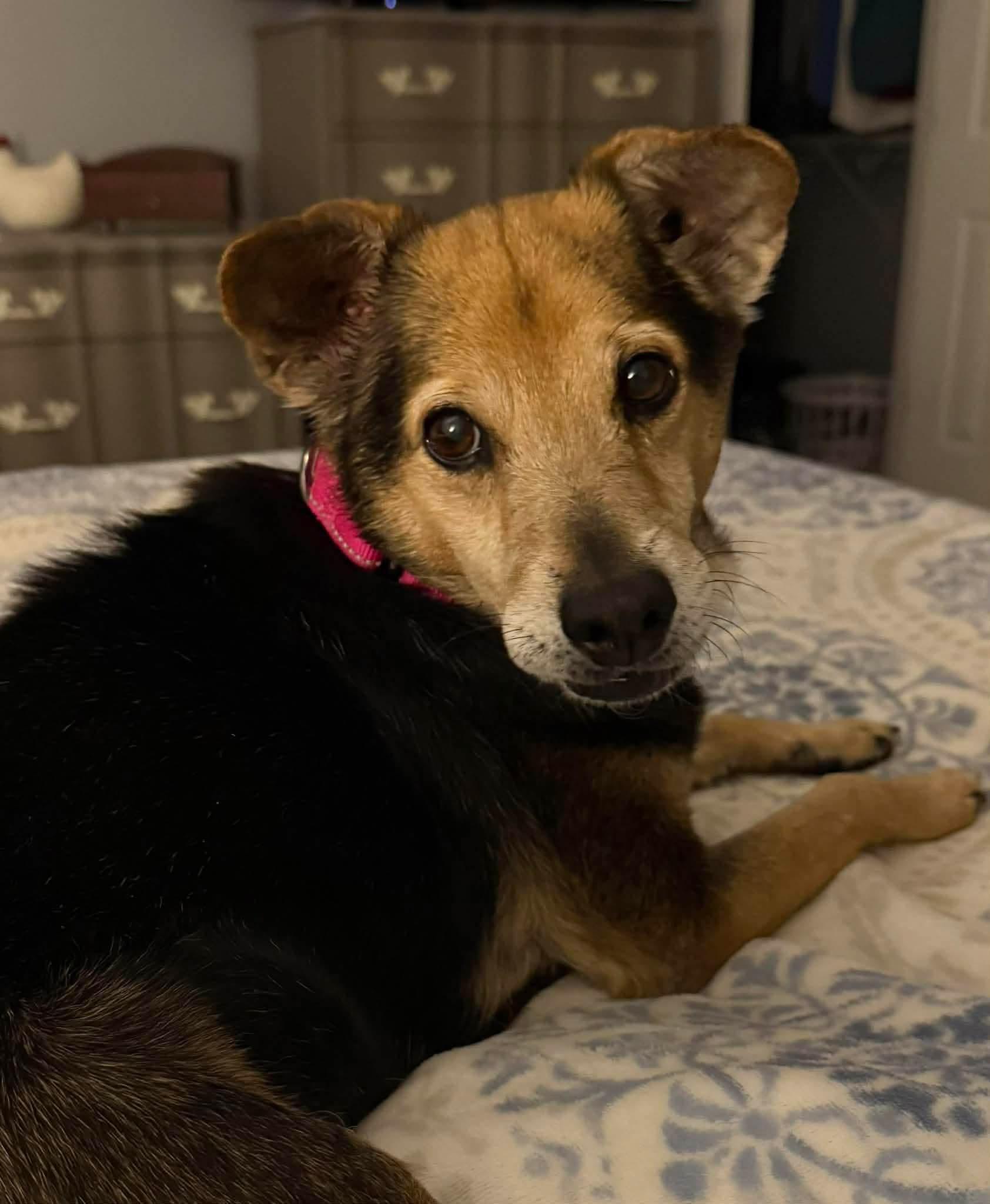 Foxy, a ADOPTABLE mixed breed in Clarksville, TN image 4/6