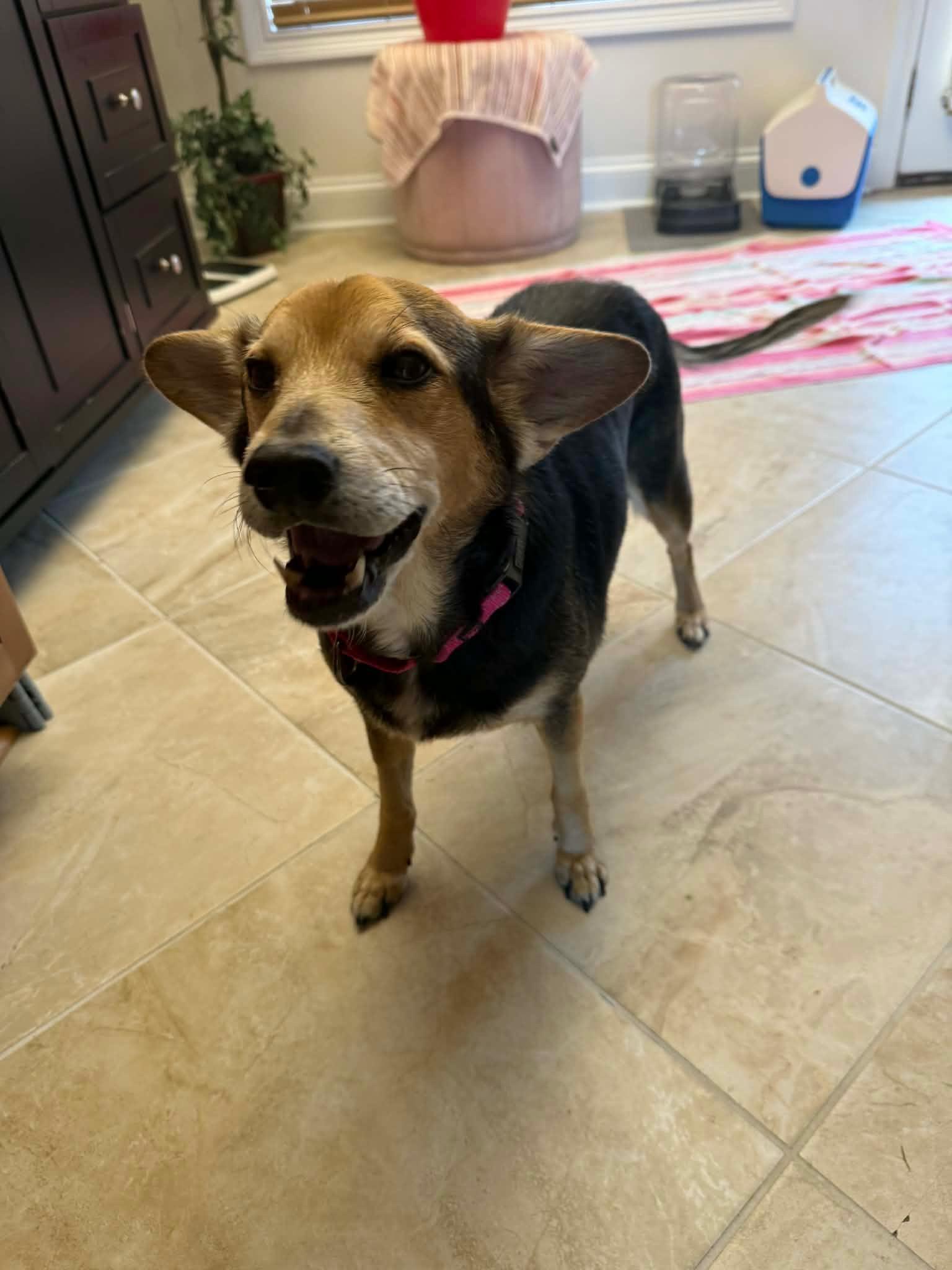 Foxy, an adopted mixed breed in Clarksville, TN image 5/6