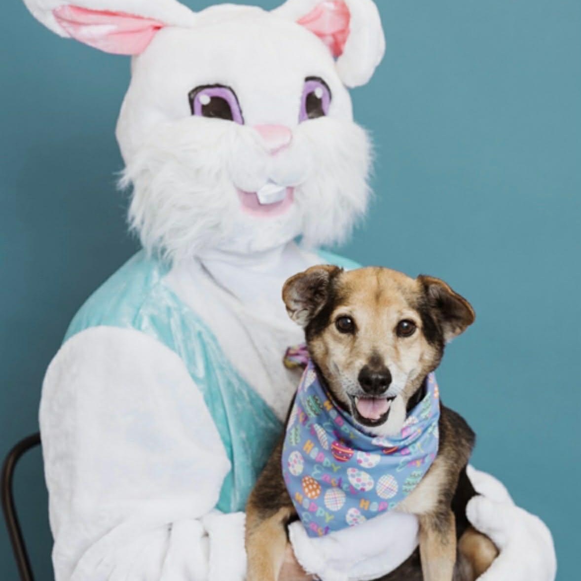 Foxy, a ADOPTABLE mixed breed in Clarksville, TN image 3/6