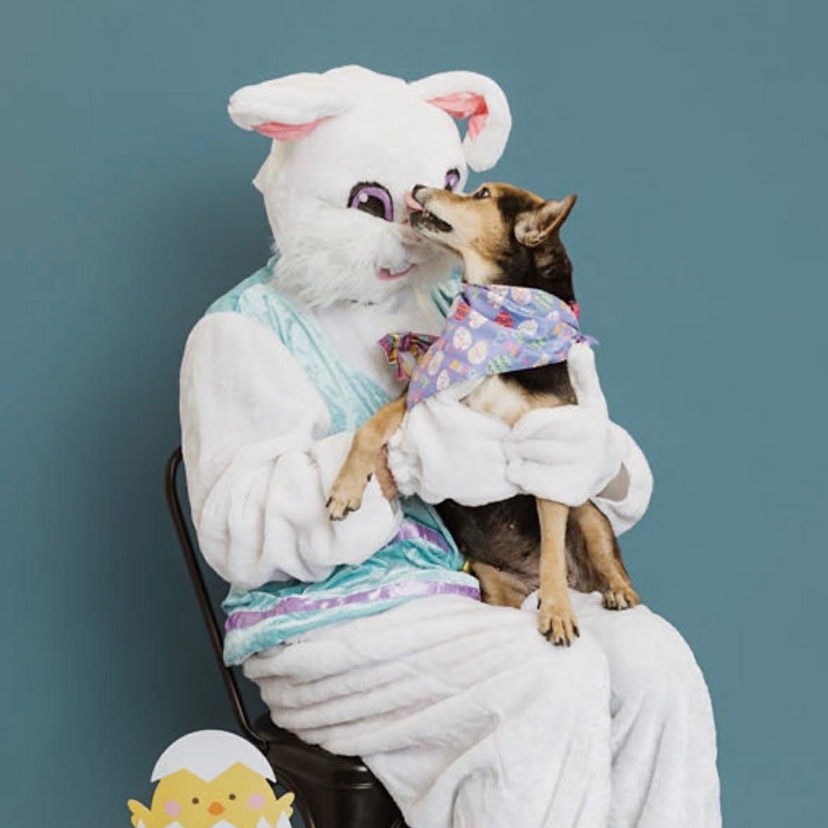 Foxy, a ADOPTABLE mixed breed in Clarksville, TN image 2/6