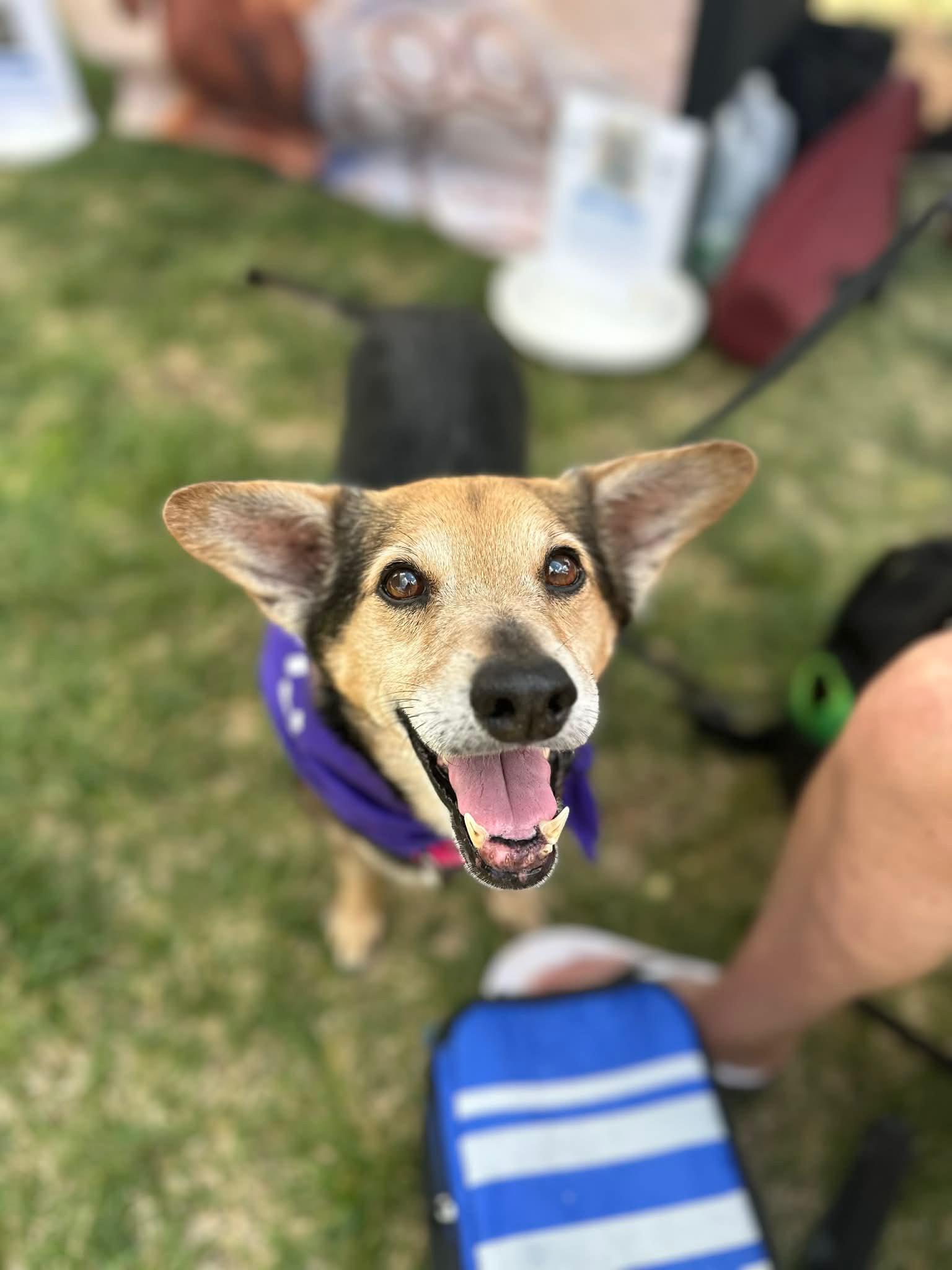 Foxy, an adopted mixed breed in Clarksville, TN image 1/6