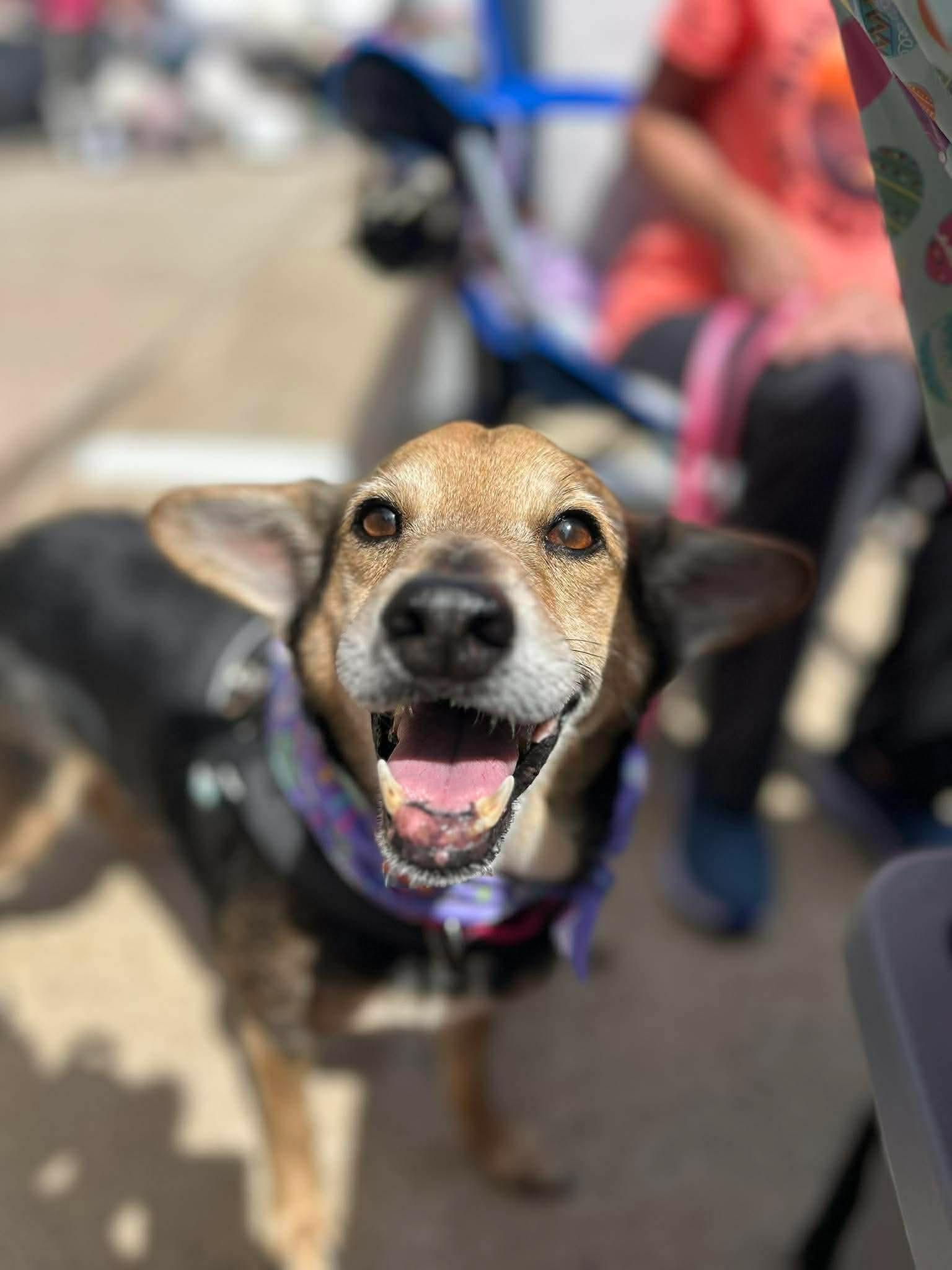 Foxy, a ADOPTABLE mixed breed in Clarksville, TN image 5/6