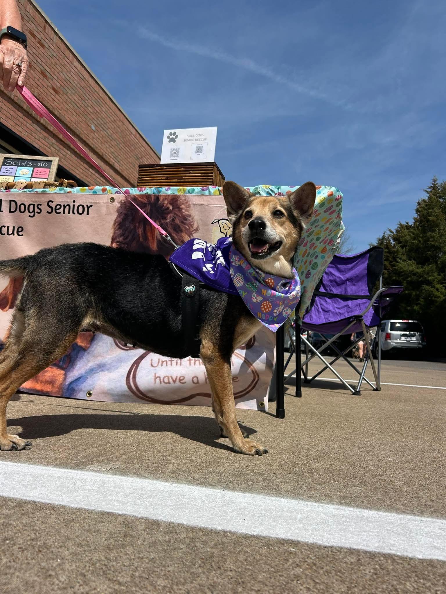 Foxy, a ADOPTABLE mixed breed in Clarksville, TN image 6/6