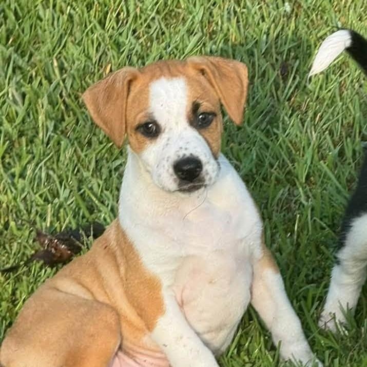 Enlarge Honey, a Adoptable mixed breed in Meridian, MS image 1/1