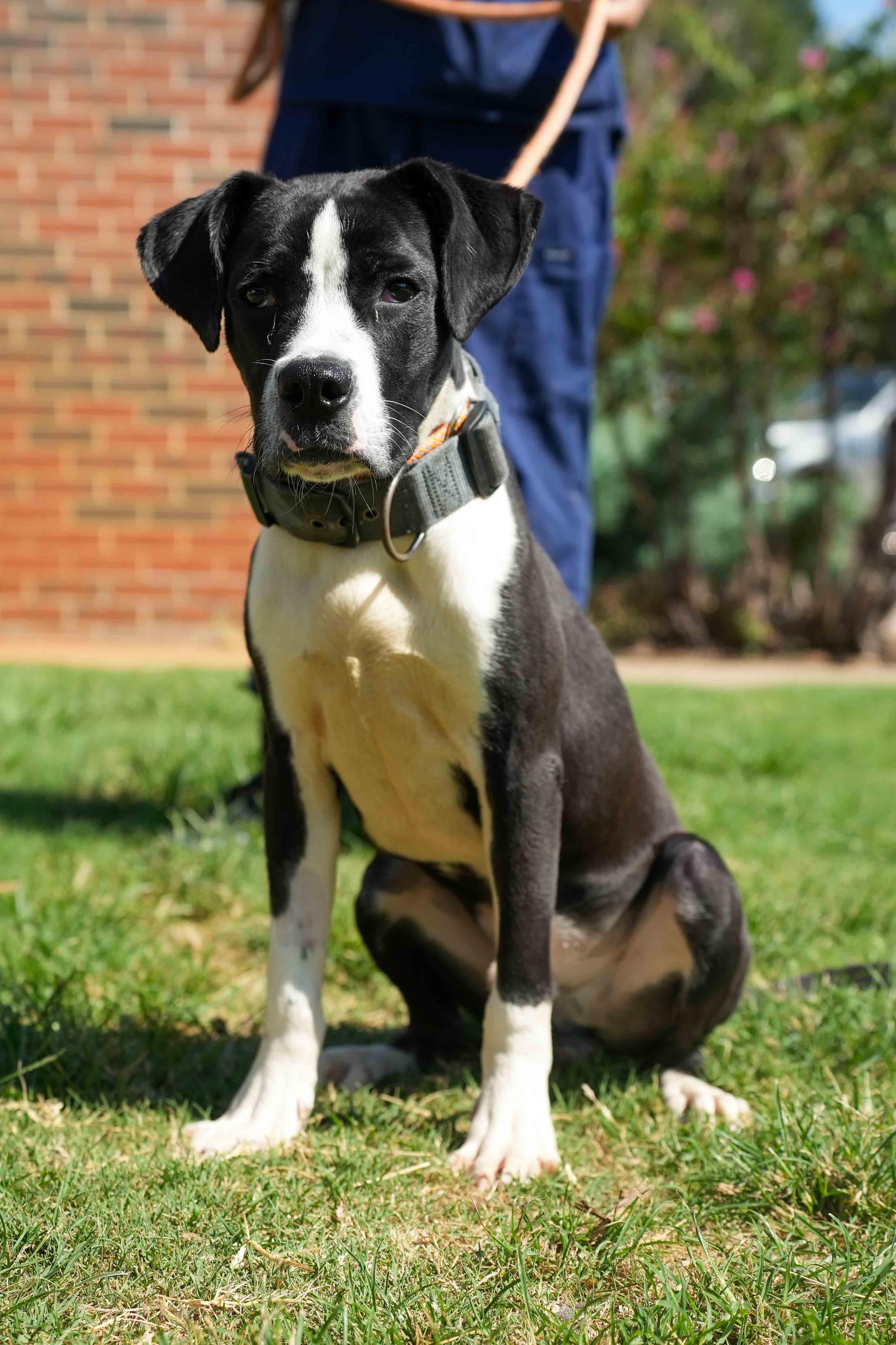 Enlarge Rambo, an adopted mixed breed in Stillwater, OK image 1/1