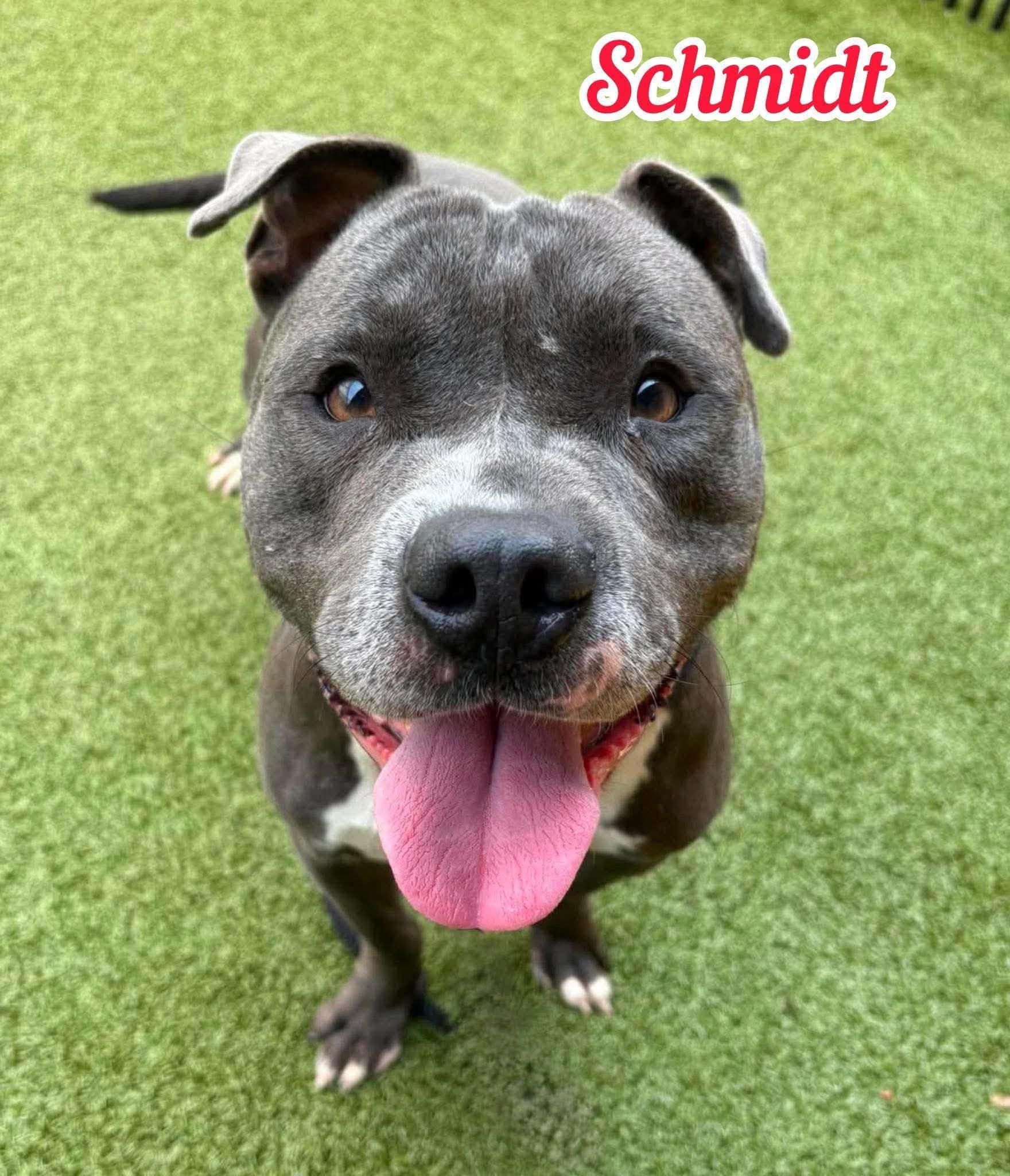 Schmidt, ADOPTABLE, Adult Male Mixed Breed.