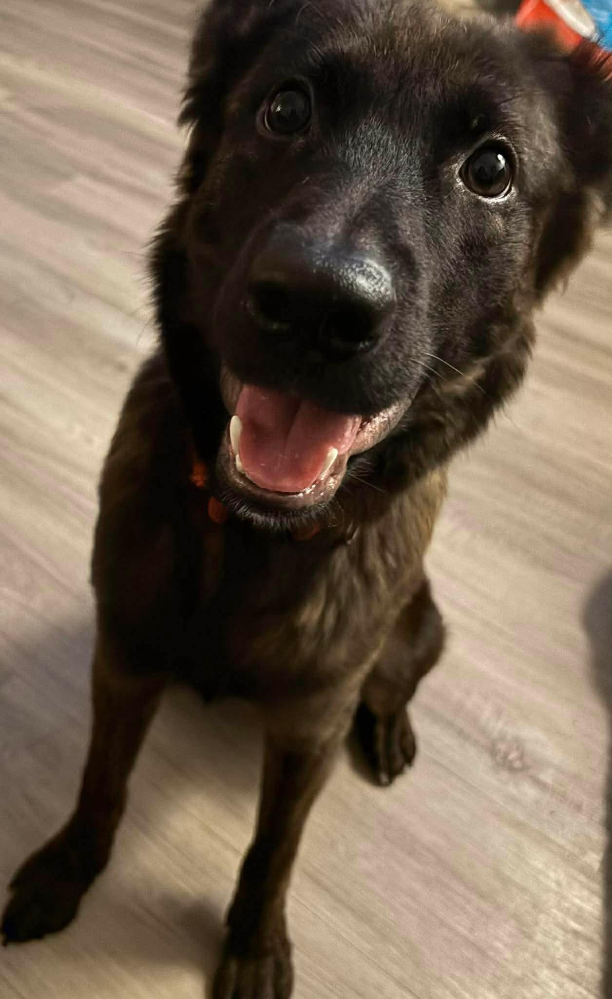 Enlarge Charlie, an adopted mixed breed in Cody, WY image 1/3