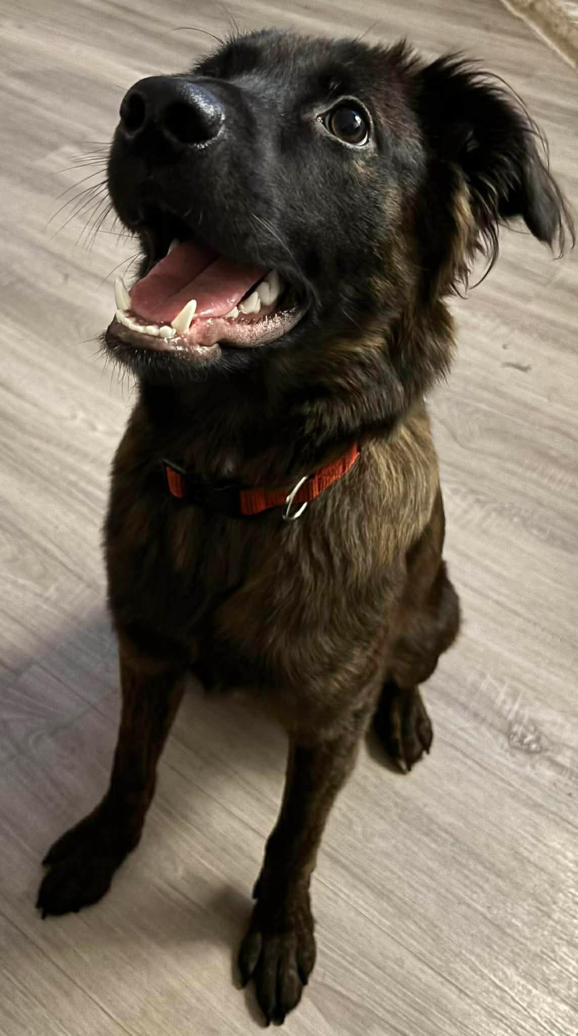 Enlarge Charlie, an adopted mixed breed in Cody, WY image 3/3