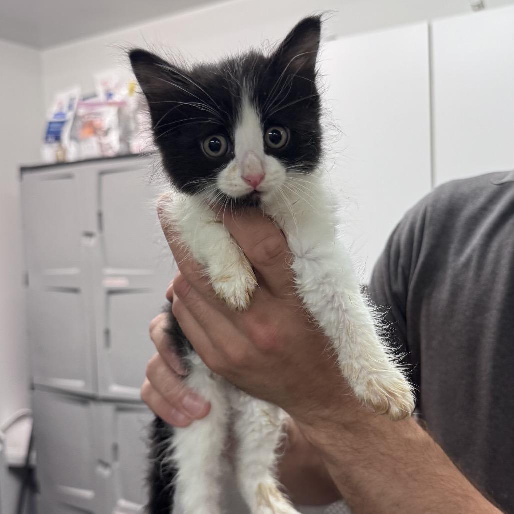 Splat, Adoptable, Kitten Male Domestic Medium Hair.