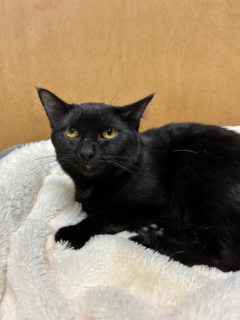 Enlarge Sheba, a Adoptable mixed breed in West Union, OH image 1/3