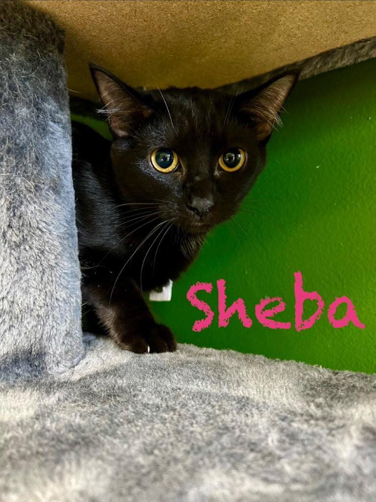 Sheba, Adoptable, Kitten Female Domestic Short Hair.