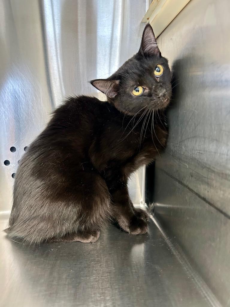 Enlarge Sheba, a Adoptable mixed breed in West Union, OH image 2/2