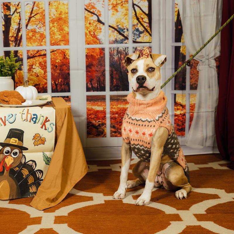 Daze, a Adoptable Mixed Breed in Philadelphia, PA image 1/6