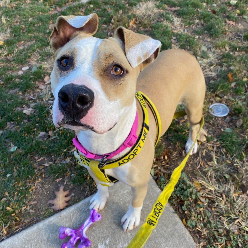 Daze, a Adoptable Mixed Breed in Philadelphia, PA image 2/6