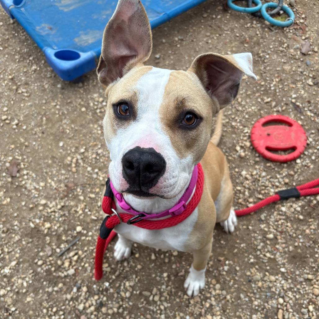 Daze, a Adoptable Mixed Breed in Philadelphia, PA image 3/6