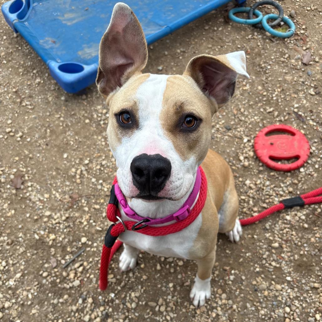 Daze, a Adoptable Mixed Breed in Philadelphia, PA image 4/6