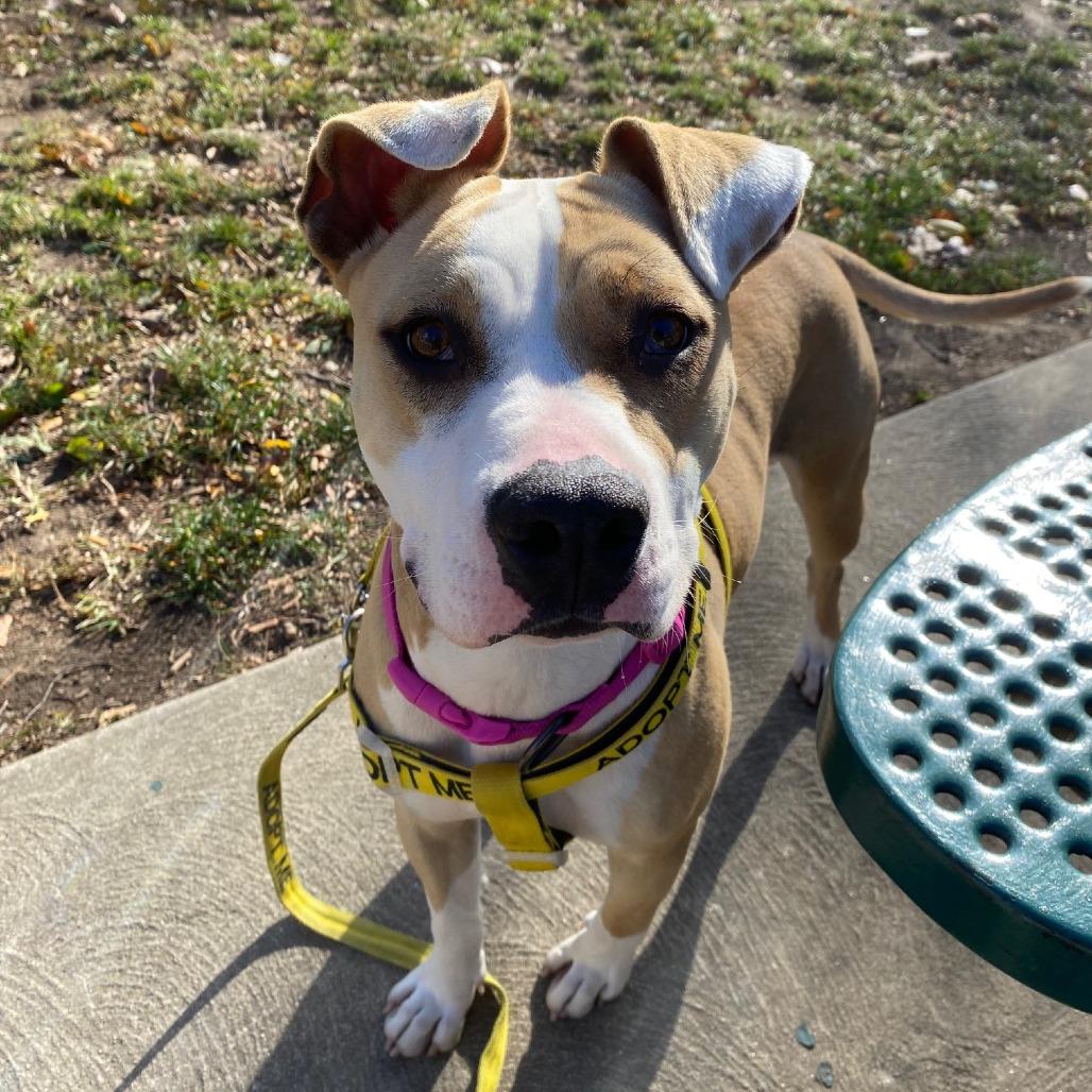 Daze, a Adoptable Mixed Breed in Philadelphia, PA image 5/6