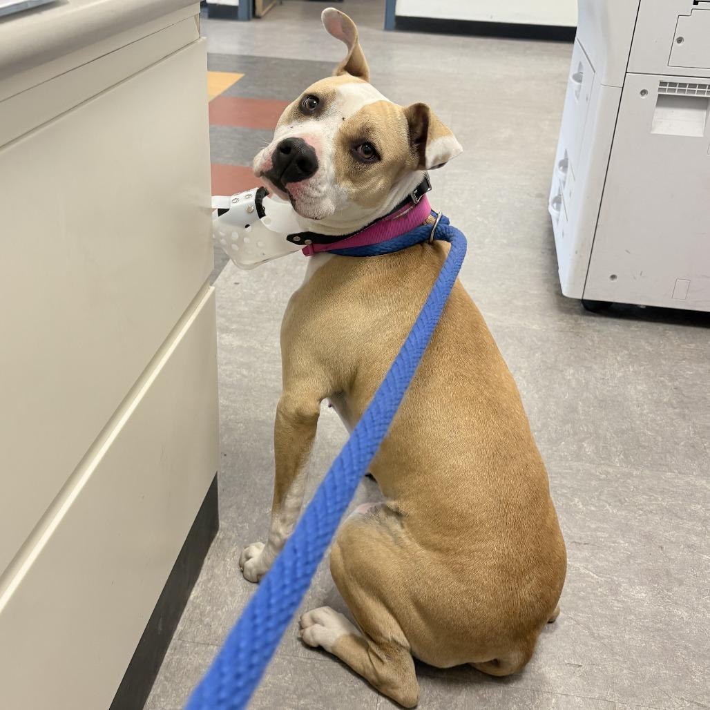 Daze, a Adoptable Mixed Breed in Philadelphia, PA image 6/6