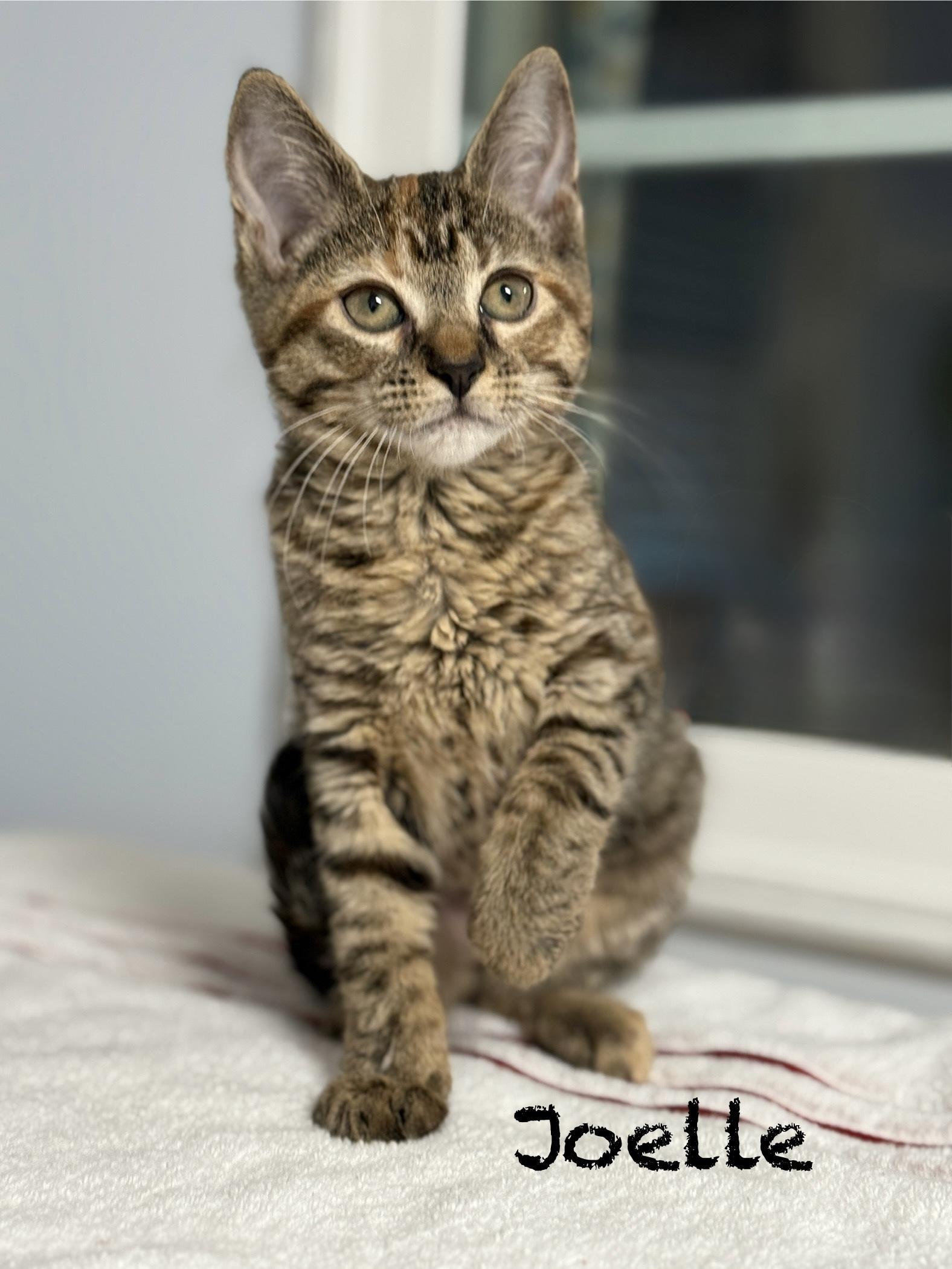 Enlarge Joelle, an adopted Domestic Medium Hair in Pawleys Island, SC image 1/1