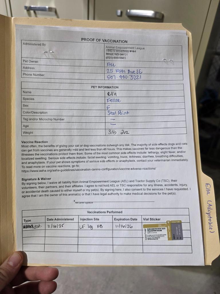 Ella, a Adoptable mixed breed in Minot, ND image 1/6