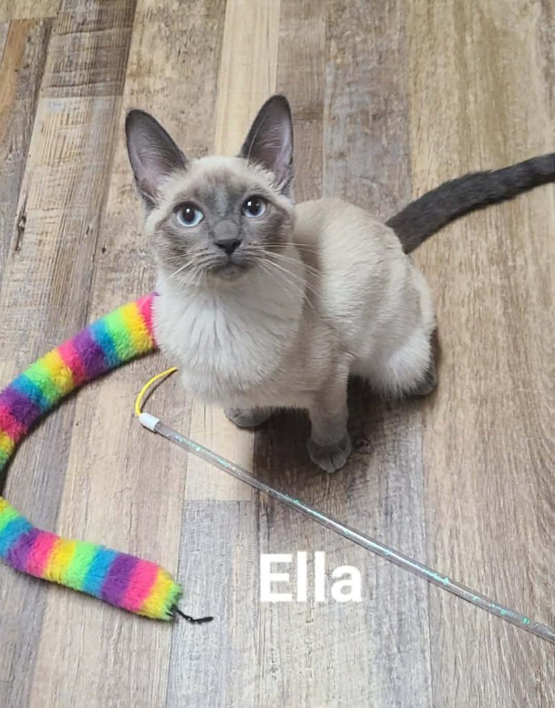Ella, a Adoptable mixed breed in Minot, ND image 2/6