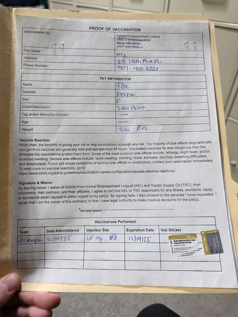 Ella, a Adoptable mixed breed in Minot, ND image 3/6