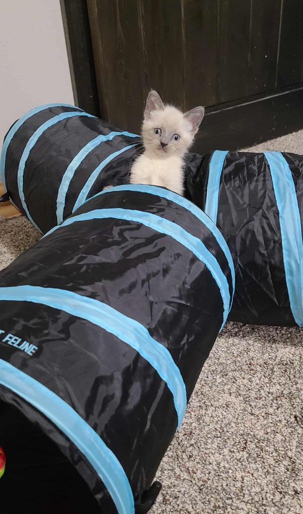 Ella, a Adoptable mixed breed in Minot, ND image 4/6