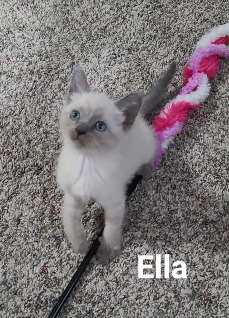 Ella, a Adoptable mixed breed in Minot, ND image 6/6