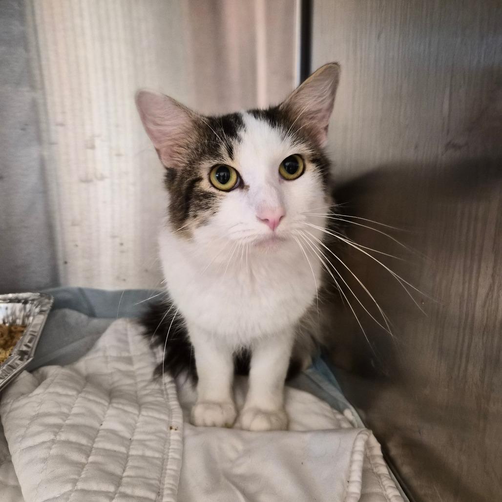 Mark, Adoptable, Adult Male Domestic Short Hair.