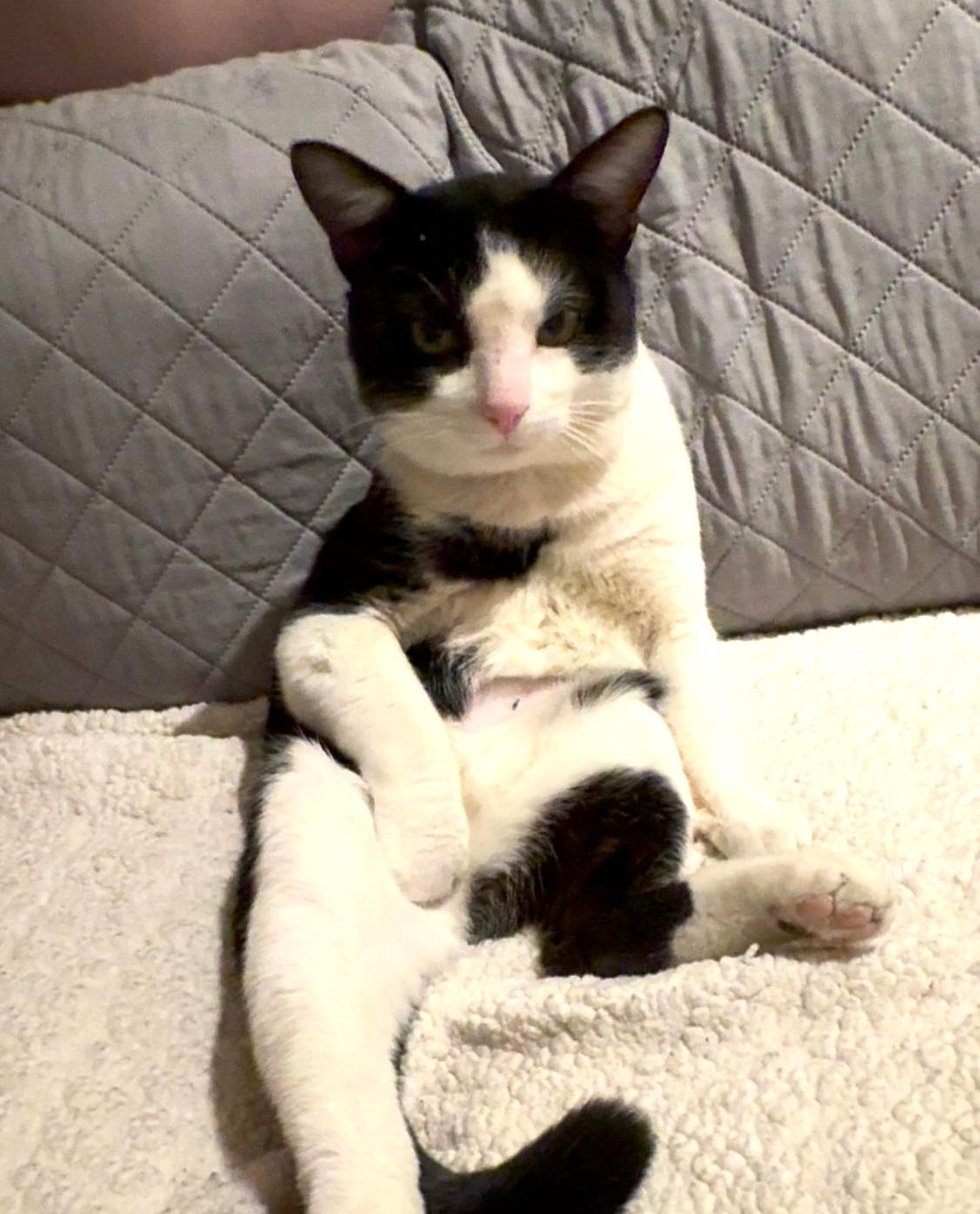 Enlarge Moo Moo, an adopted mixed breed in New York, NY image 4/6