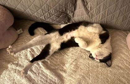 Enlarge Moo Moo, an adopted mixed breed in New York, NY image 5/6