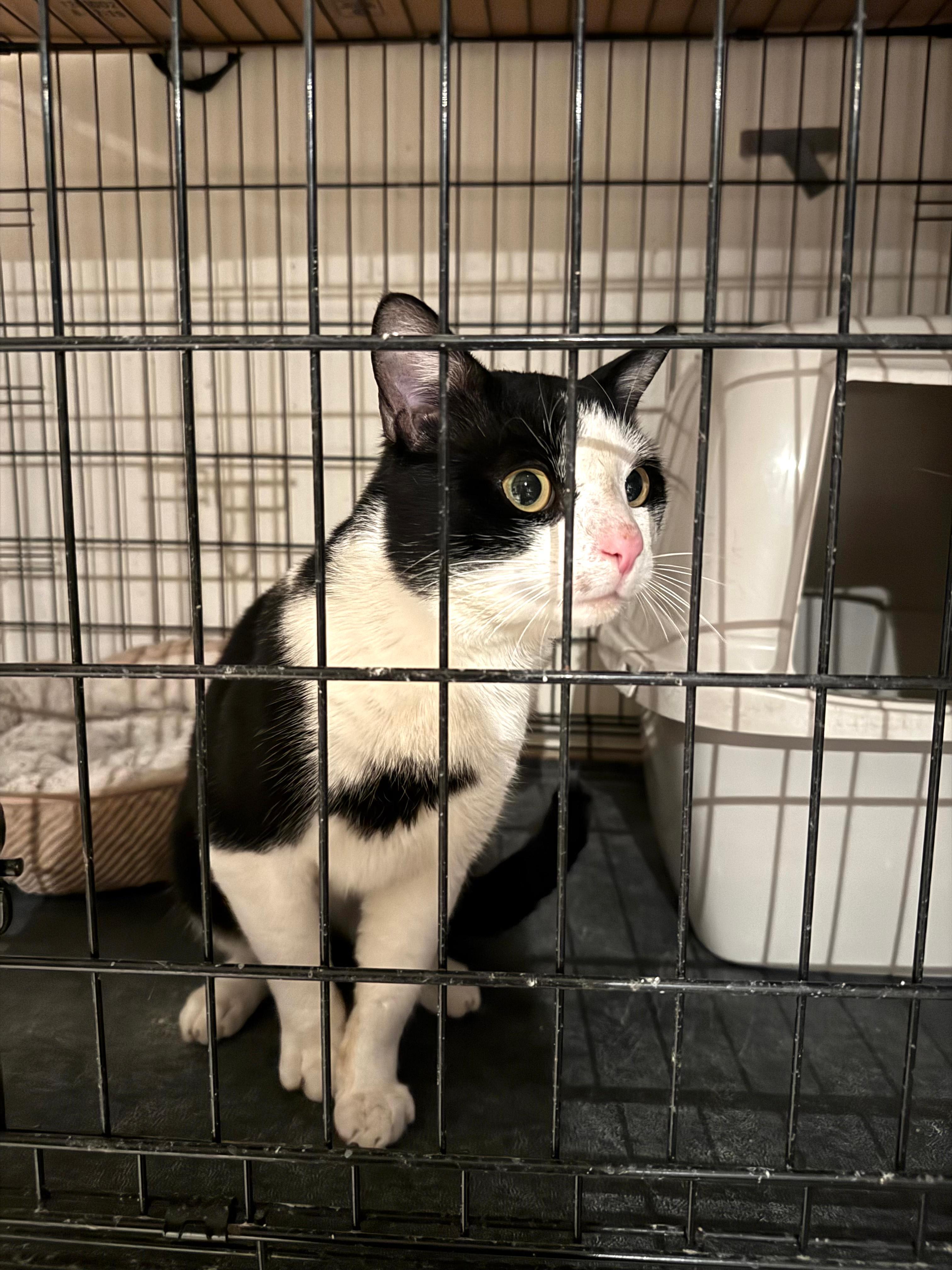 Enlarge Moo Moo, an adopted mixed breed in New York, NY image 6/6