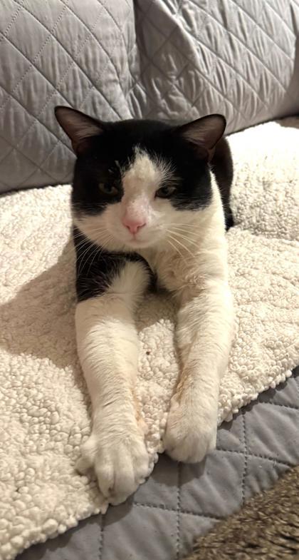 Enlarge Moo Moo, an adopted mixed breed in New York, NY image 3/6