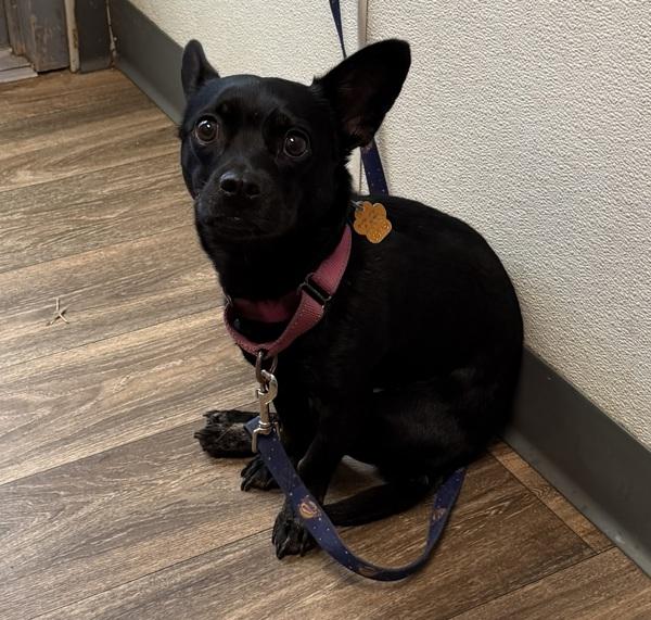 Enlarge Lucy, a Adoptable mixed breed in San Diego, CA image 1/1
