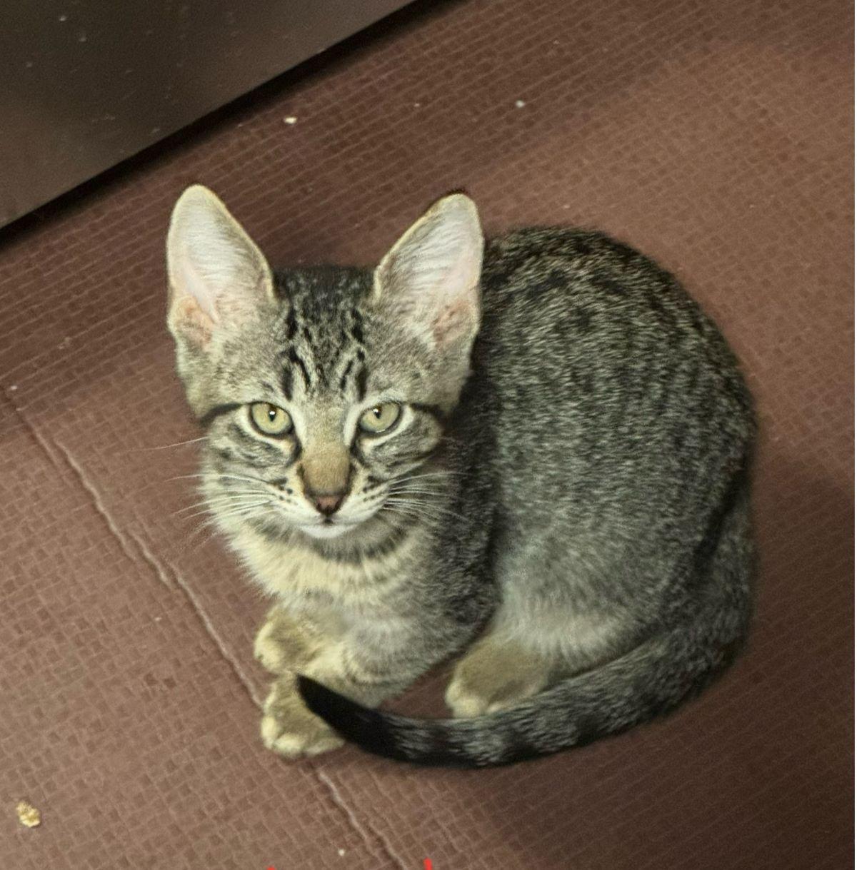 Enlarge Mylo, a Adoptable Tabby in Paulina, LA image 2/2