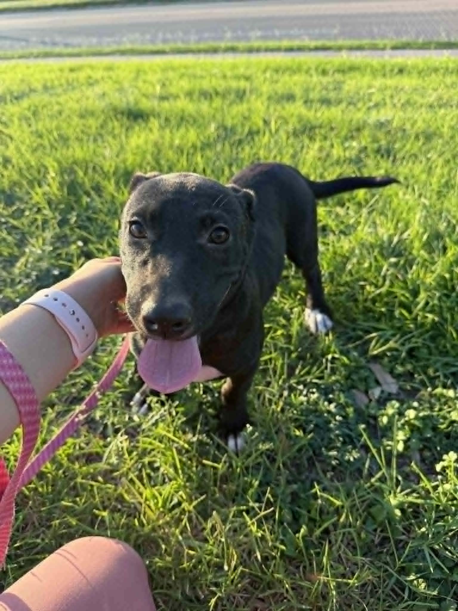 Enlarge Max, a ADOPTABLE mixed breed in Boise, ID image 3/4
