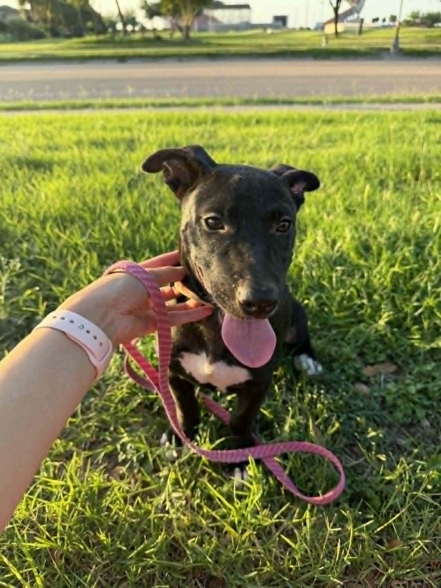 Enlarge Max, a ADOPTABLE mixed breed in Boise, ID image 2/4