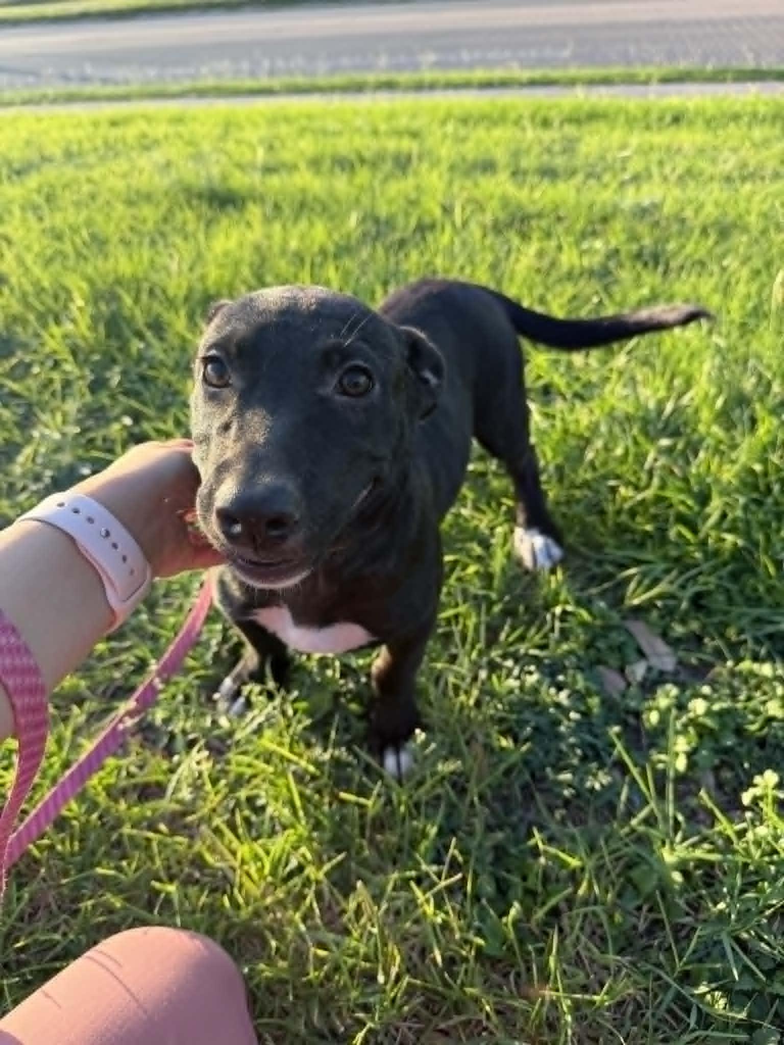 Enlarge Max, a ADOPTABLE mixed breed in Boise, ID image 4/4