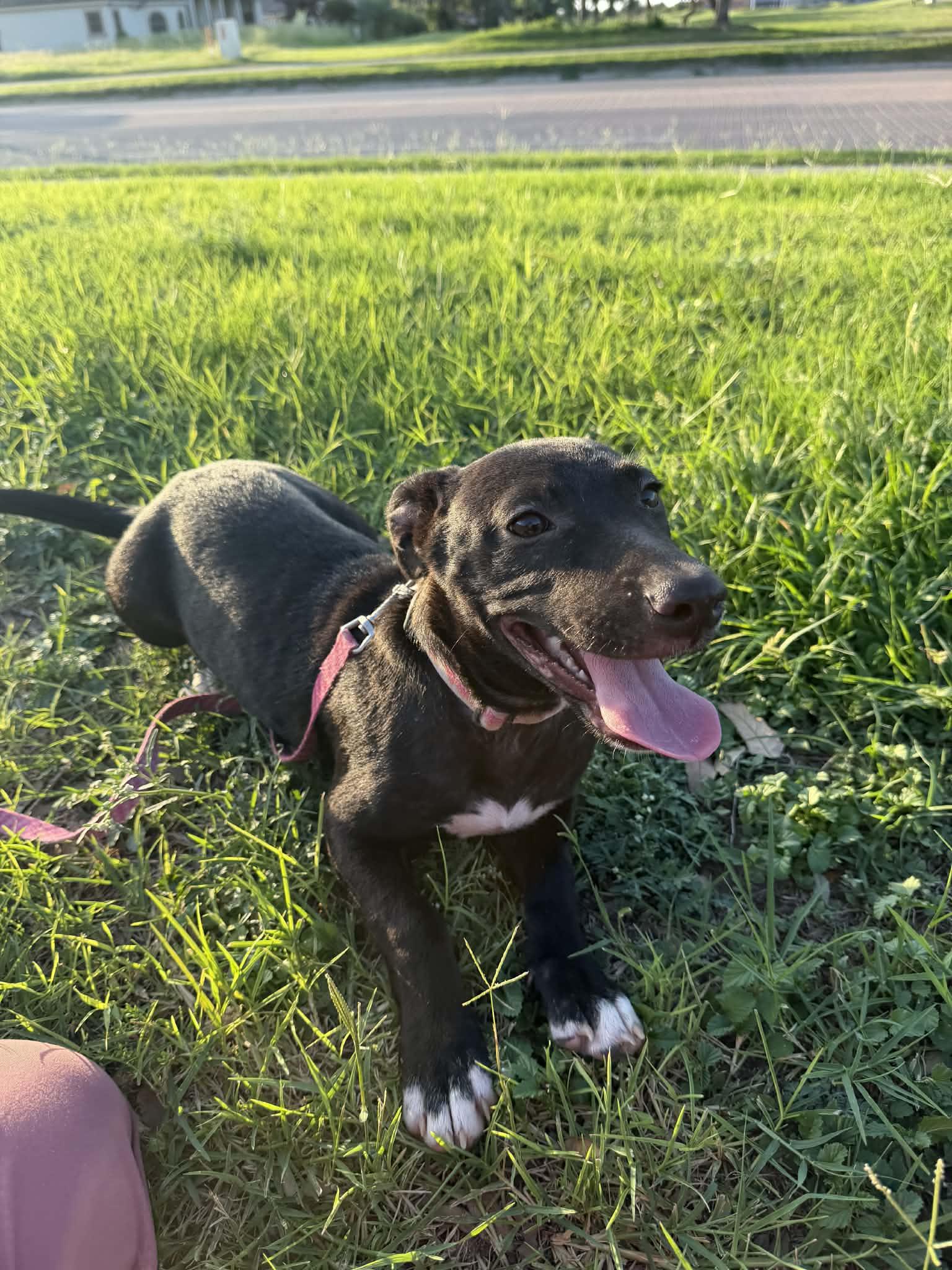 Max, ADOPTABLE, Puppy Male Pit Bull Terrier.