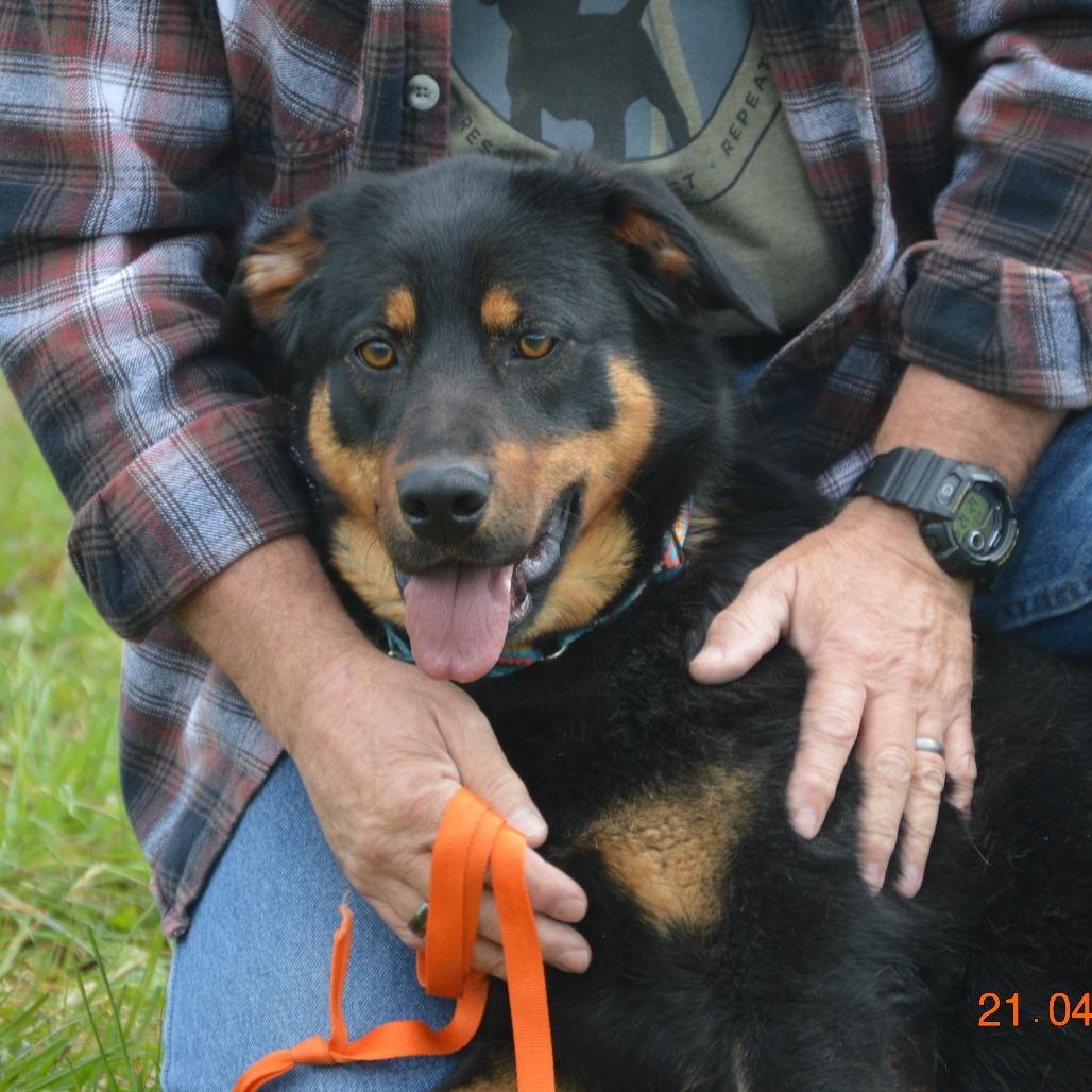 Enlarge Aspen, a Adoptable mixed breed in Oakville, WA image 1/4