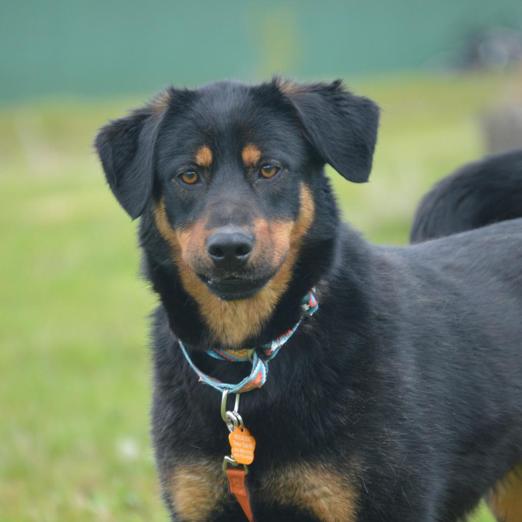 Enlarge Aspen, a Adoptable mixed breed in Oakville, WA image 2/4